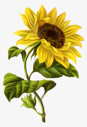 Sunflowers Google Search Pinterest - Sunflower Illustration #93393