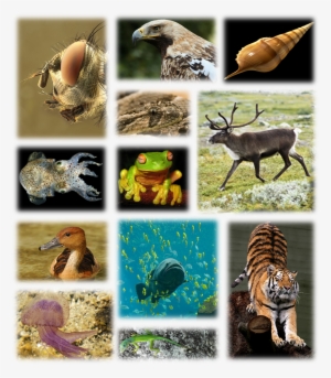 Kingdom Of Animals - Tiger Journal #4: Blank 100 Page Lined Journal For #93418