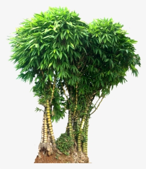 Wamin Bamboo Tree Png Picture - Bamboo Tree Png #93573