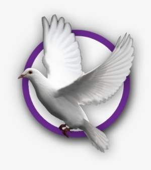 Dove - Stock Dove #93598