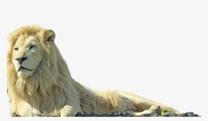 Experience A Full Day Of Family Fun At African Lion - Lion Png #93729