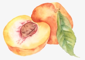Hand Painted Peach Png Fruit - Персик Png #94208