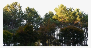 Forest Png Clipart - Forest Png #94320