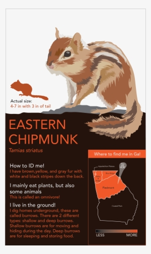 So Depicted Below Are Animals In The Piedmont Region - Organ Mountains Chipmunk #94366