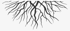 Roots Png - Roots Cartoon #94455