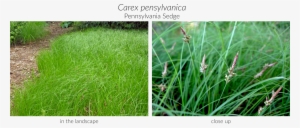 Click Here To See Our Full Carex Collection And Here #94515
