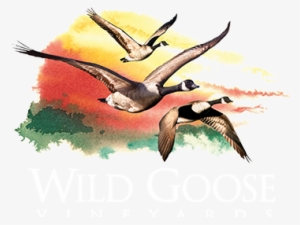 Wild Goose Vineyards - Wild Goose Vineyards & Winery Inc #94998