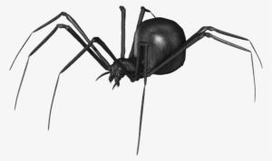 Spider Png Clip Art - Araña Negra Png #95425