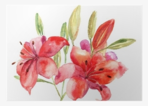 Beautiful Lily Flowers, Watercolor Illustration Poster #95564