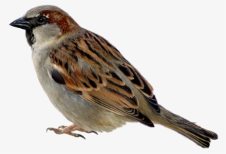 Sparrow Png Picture Clipart - Sparrow Png #95691
