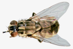 Stable-fly - Stable Fly Png #95756