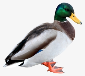 Duck Png Hd - Duck Png #95818