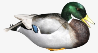 Duck Transparent Background1 - Duck Png #96043