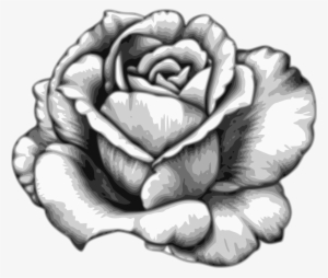Drawing Flower Watercolor Black White - Rose Fleur Dessin Realiste #96046