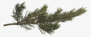 Pine Branch, Pine Tree, Tree Branches, Pictures Images, - Pine Tree Branch Png #96233