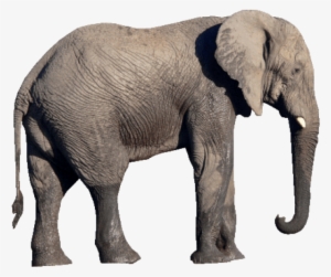 Free Png Elephant Png Images Transparent - Elephant Png #96424