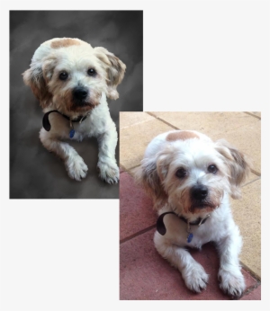 Taking A Look At A Few Things We Can Adjust To Improve - Schnoodle #96444