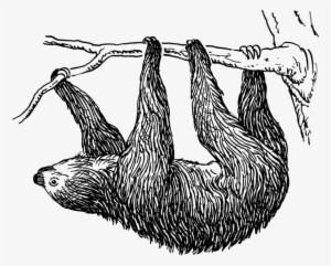 Sloth - Sloth Drawing #96445