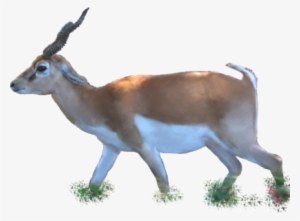 Animals/ Mammals/ Bovines/ Indian Blackbuck - Png Images Of Animals #96494