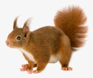 Download - Squirrel Png #97877