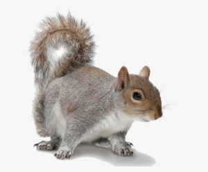Banner Free Download Png Images For Free Download On - Grey Squirrel White Background #97919