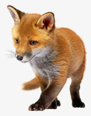 Baby Fox Png Clip Art #98096