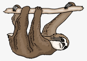 Stitch Pinterest And Animal - Three Toed Sloth Clipart #98160