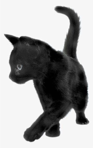 Cats Png - Black Kitten Transparent Background #98209
