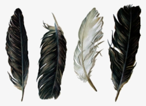 Feathers & Guns - Feather Transparent #98513