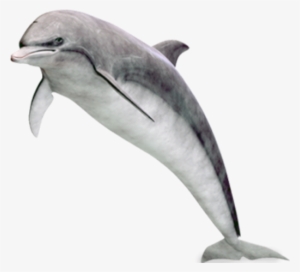 Dolphin Png Image - Дельфины Png На Прозрачном Фоне #98543