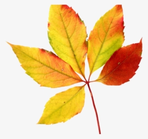 Foliage Clipart Watercolor - Watercolor Autumn Leaves Png #98615