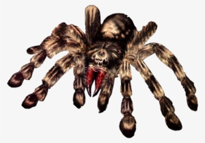 Giant Spider Png - Giant Spider Transparent #98791