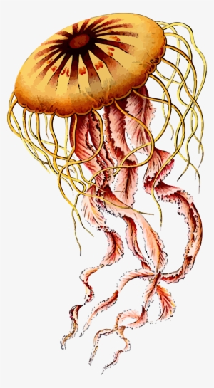 Jellyfish Png #99104