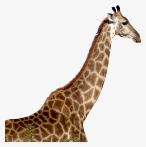 Giraffe Png #99310