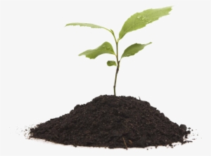 Growing Plant Png Mart - Plant Growing Transparent #99445