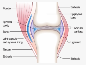 File - Joint - Synovial Joint Without Labels #99518