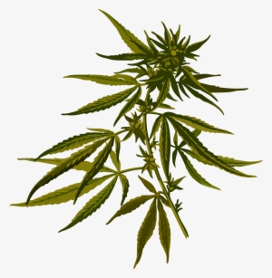 Cannabis Png Image - Cannabis Sativa #99521