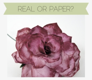 I Got A Little Carried Away With The Tips And Used - Flower #99749