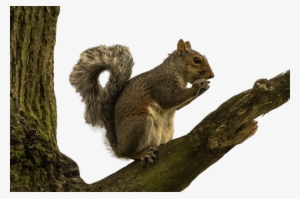 Download - Squirrel In Tree Png #99850