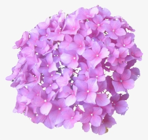 Tube, Florals - Hortensias Png #99992
