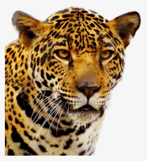Jaguar Png #900018