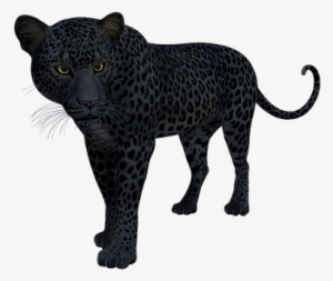 Black, Panther, Leopard, Jaguar, Cat - Snöleopard Black And White #900143 Black, Panther, Leopard, Jaguar, Cat - Snöleopard Black And White #900143