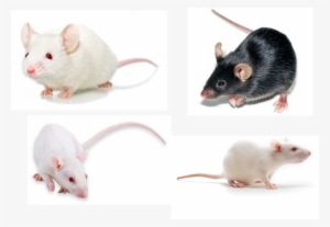Commonly Used Mouse And Rat Strains For Toxicological - Vector Construction #900202