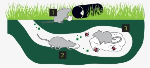 Ticks Feeding On The Mice Die - Illustration #900292
