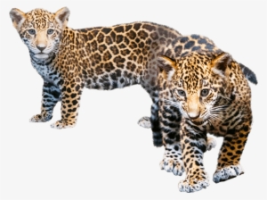 Jaguar Transparent Baby Png Black And White Library - Leopard Cub Transparent Background #900293