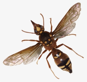 Bug Png Image - Bugs Png #900415