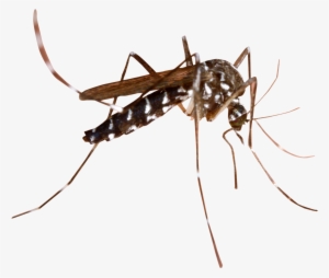 Mosquito Png Transparent Image - Mosquito Png #900433