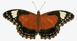 Small - Icanvas 'plate 62' By Cramer And Stoll Graphic Art #900672