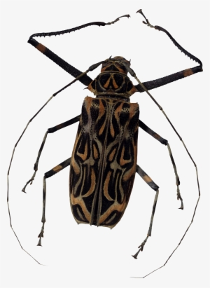 Bugs Png #900848