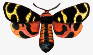 Bleed Area May Not Be Visible - Black Red Yellow And Orange Moth Native #900920